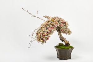18年は Bonsai Art 盆栽アート 始動 東京盆栽生活空間 アート盆栽の専門サイト